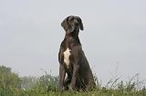 DOGUE ALLEMAND 443